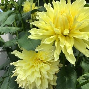 Meet your Posher, Joanne